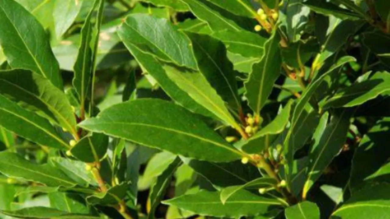 Non solo in cucina: ecco i posti strategici dove mettere l’alloro in casa per benefici sorprendenti