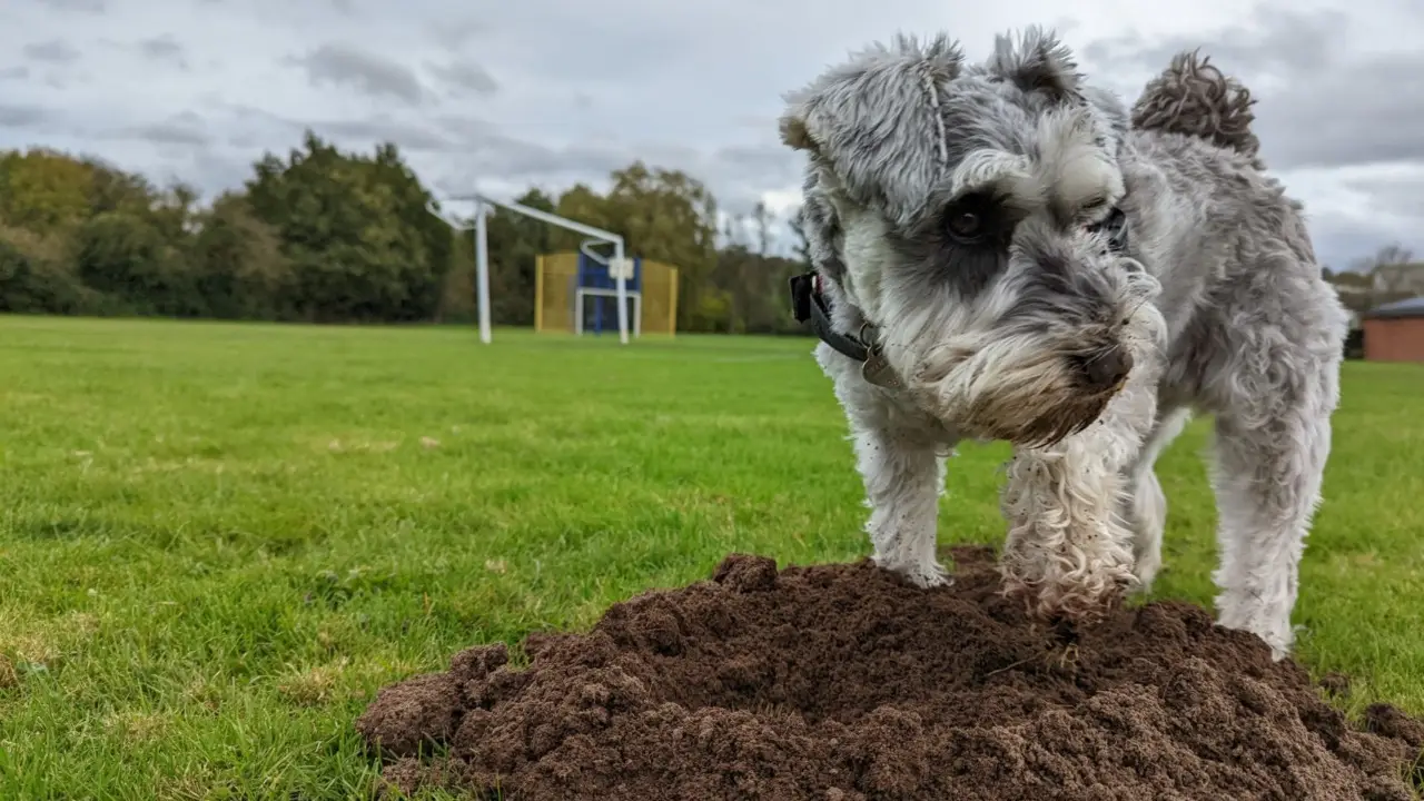 Usi l’aceto contro le pulci del cane o del gatto? Ecco cosa succede davvero agli animali