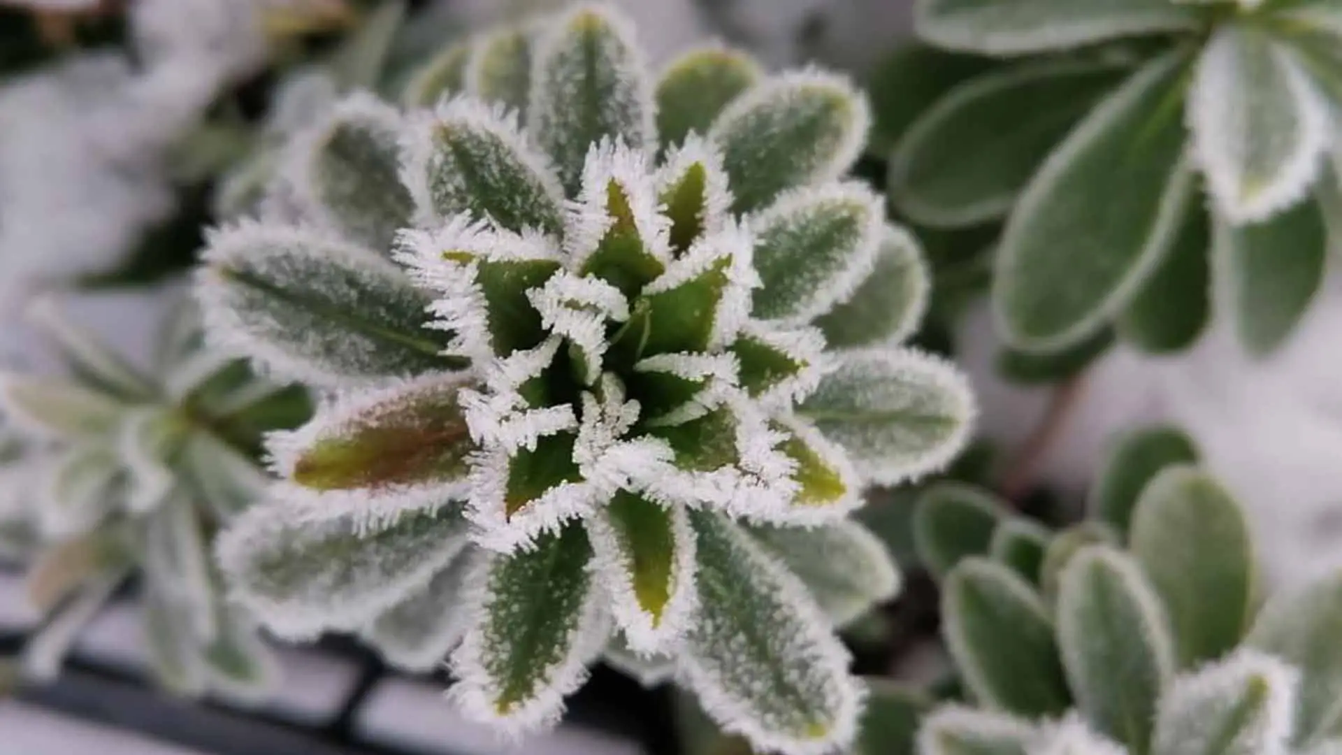 Le succulente che resistono al gelo: ecco quali echeverie puoi lasciare fuori tutto l’inverno